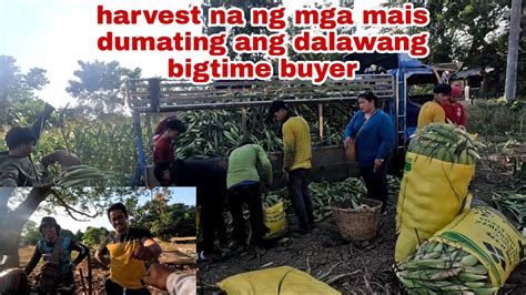 DUMATING ANG DALAWANG BIGTIME BUYER JimmyspeaksTV RhegsVlog HARVEST