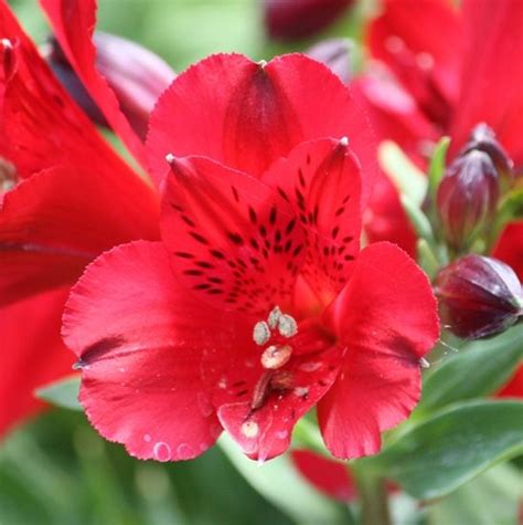 Alstroemeria Inca Bandit Dwarf The Naked Gardener