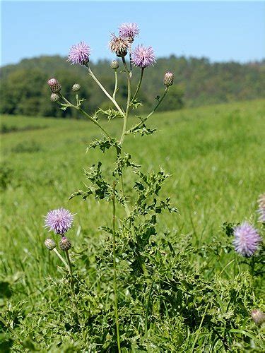 Thistle (Cirsium spp.) in Ontario