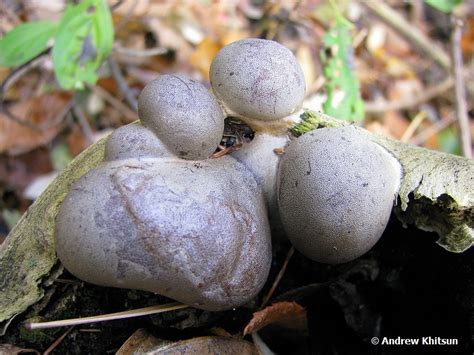 Lycogala Flavofuscum