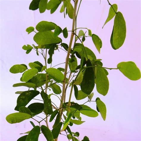 Pau D Alho Gallesia Integrifolia F Brica De Rvores O Viveiro