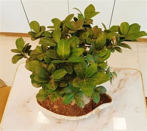 Well Watered Schefflera Arboricola Adenium Bonsai Indoor Plant For