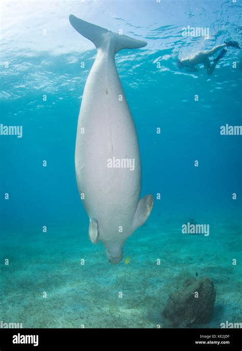 Dugong Fotos und Bildmaterial in hoher Auflösung Seite 3 Alamy