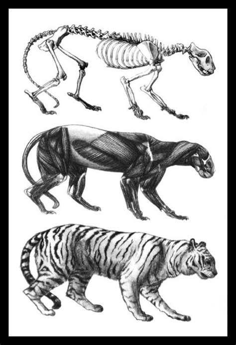 Portfolio Feline Anatomy Tiger Anatomy Animal Drawings