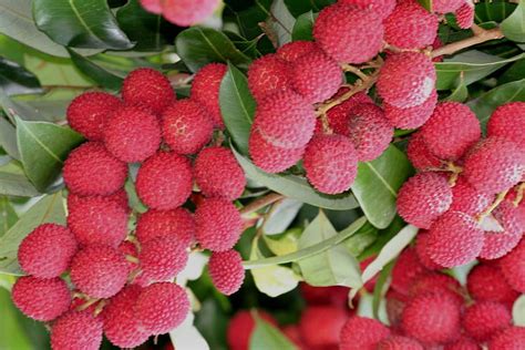 Hd Lychees Wallpapers Peakpx