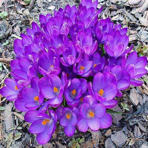 Krokus Ruby Giant Szt Ecebule