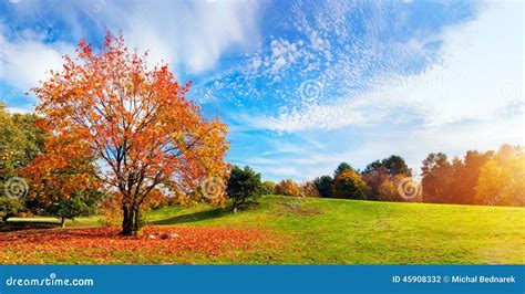 Autumn Fall Landscape Tree With Colorful Leaves Stock Photo Image