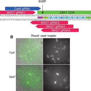 Enhanced Green Fluorescent Protein Egfp N Terminal Tagging Of The