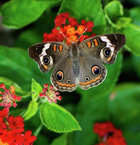 Common Buckeye Butterfly Photograph By Betty Larue Fine Art America