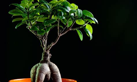 Cuidados Del Bons I Ficus Ginseng O Retusa