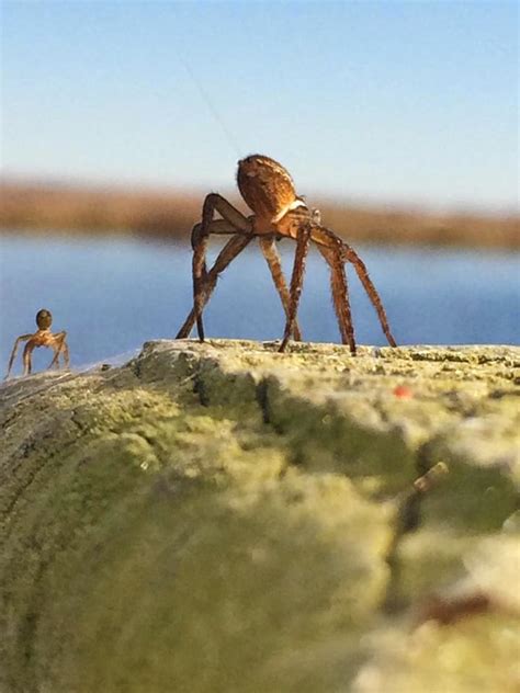 Ballooning Spiders