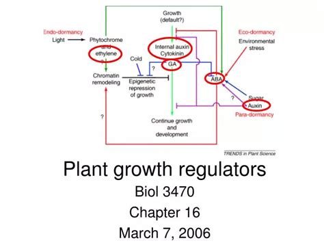 Ppt Plant Growth Regulators Powerpoint Presentation Free Download