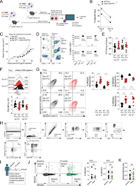 Lag Sustains Tox Expression And Regulates The Cd Nkg Qa B Axis To