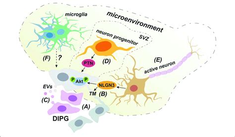 Cell Extrinsic Factors That Can Promote The Invasive Behavior Of Dipg