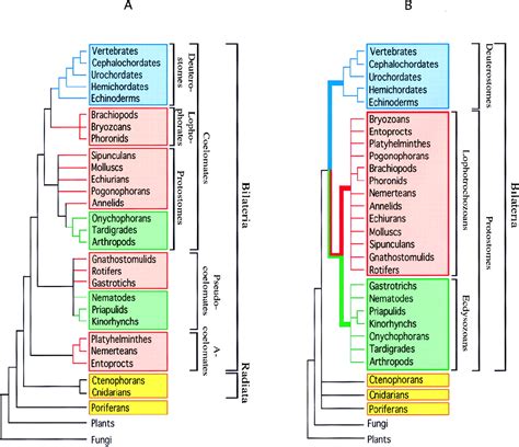 Animal Phylogenetic Tree