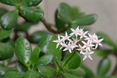 Cómo hacer florecer el árbol de Jade y mantenerlo lleno de hojas para