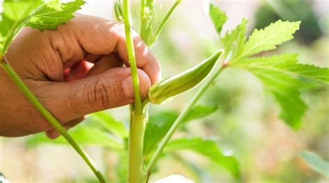 When And How To Harvest Okra For Its Best Potential