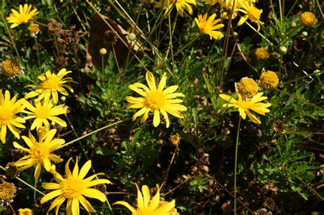 Euryops Chrysanthemoides Cultivated Eflora Of India