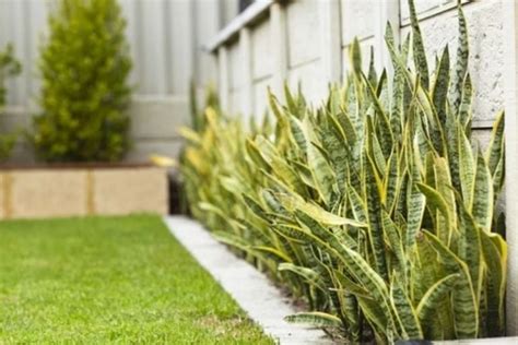 Sansevieria O Lengua De Suegra Cuidados Y Beneficios De Cultivar Esta