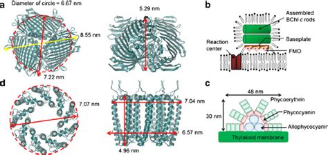 Illustration Of Various Light Harvesting Complexes Characterized And