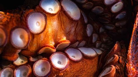 Octopus Eyes: Everything You Need To Know About Cephalopod Vision Story - OctoNation - The ...