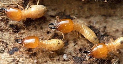 Maryland Homeowners Complete Guide To Effective Termite Control