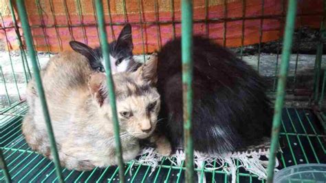 Heboh Belasan Kucing Mati Mendadak Di Ciamis Apa Penyebabnya