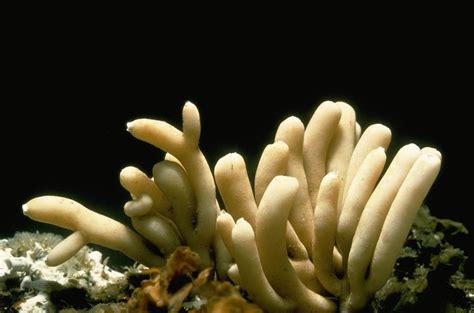 Invertebrates Animals Sponges