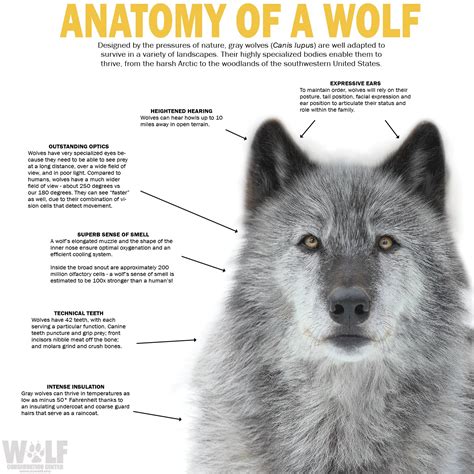 Anatomy Wolf | Wolf Conservation Center