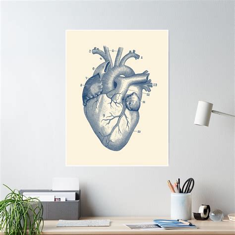 Human Heart Diagram - Vintage Anatomy Poster | Human heart diagram, Heart diagram, Human heart