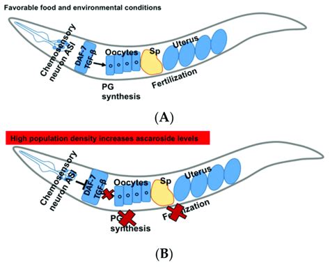 Daf Tgf Signaling Pathway In C Elegans A Function Of