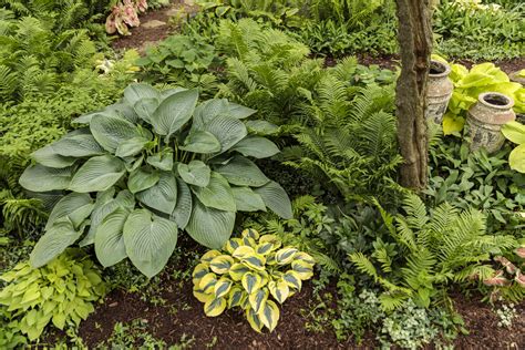 10 Hosta Garden Ideas That Wow Proven Winners