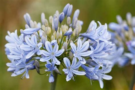 18 Varieties Of Agapanthus Lily Of The Nile AMERICAN GARDENER