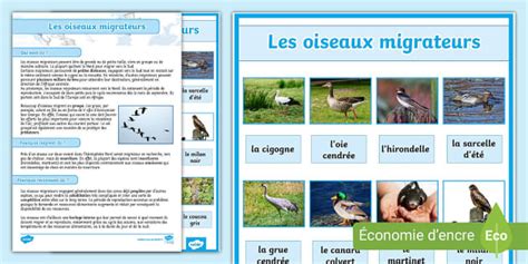 Fiche Dinformations Et Affiche Sur Les Oiseaux Migrateurs