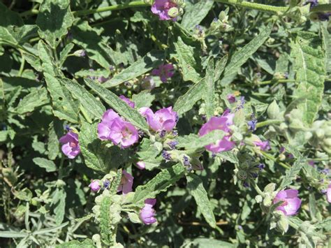 Narrowleaf Globemallow From Cuatro Ci Negas Coah M Xico On April