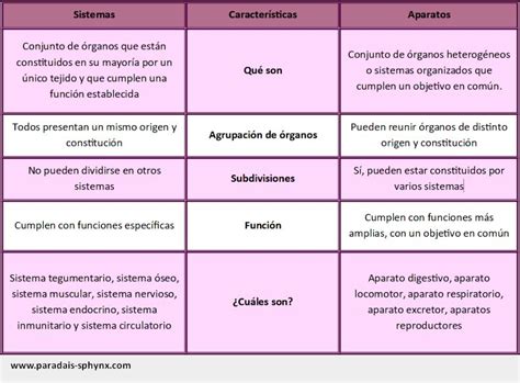 Diferencias Entre Aparatos Y Sistemas Aparatos Del Cuerpo Humano