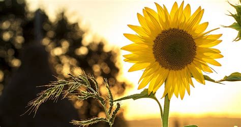 Der Perfekte Garten Mit Westausrichtung MOOWY DE