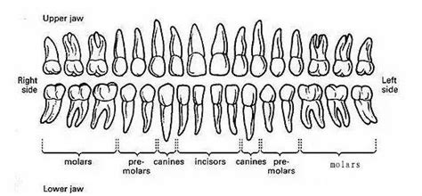 Dentition - Dr Gyan Homoeopathic Hospital & Research Centre