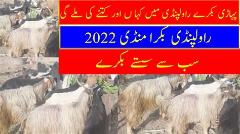 Rawalpindi Bakra Mandi Pahari Bakra Islamabad Bakra Mandi Youtube