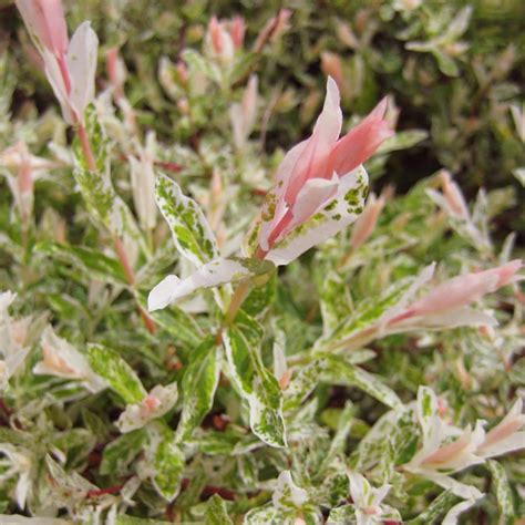 Salix Integra Hakuro Nishiki Dwarf Flamingo Willow Trees