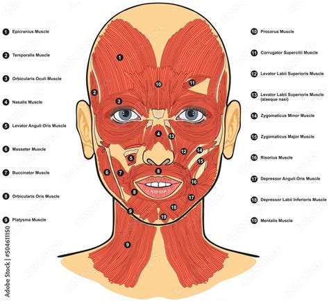 Human face muscles anatomy infographic diagram for medical physiology ...