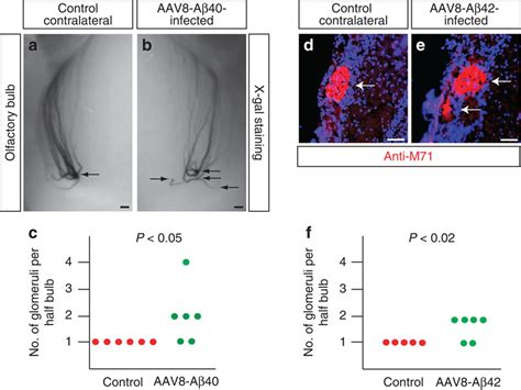 A And A Expression In The Olfactory Epithelium Alters Osn Axon