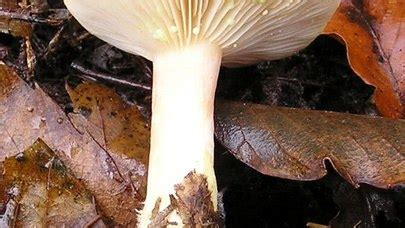 Lactarius Chrysorrheus The Ultimate Mushroom Guide