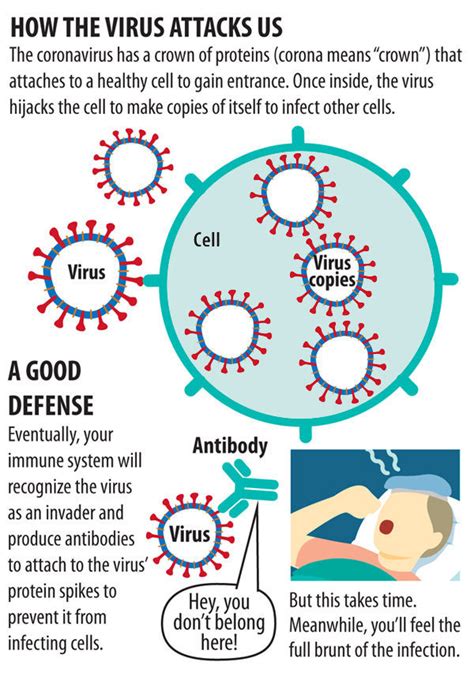 Fighting COVID 19 How Vaccines Antiviral Drugs And Immunity Play A