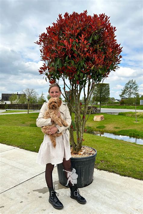 Photinia Fraseri Red Robin Fionora