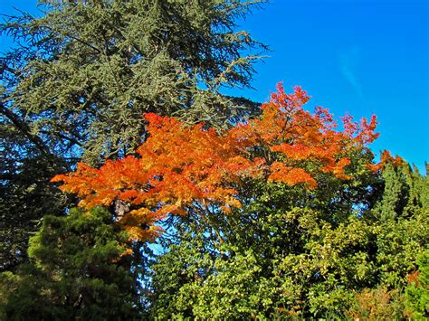 OnTheMove-at Home: An Autumn Walk in Kubota Garden