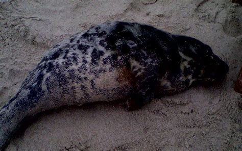 Plouhinec Un jeune phoque échoué sur une plage Le Télégramme