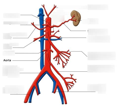 Descending Abdominal Aorta Diagram Quizlet