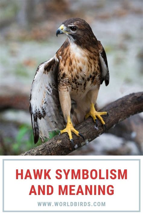 Hawk Symbolism Meaning Totem Spirit Omens World Birds Hawk