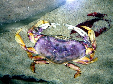 Dungeness Crab Ocean Treasures Memorial Library